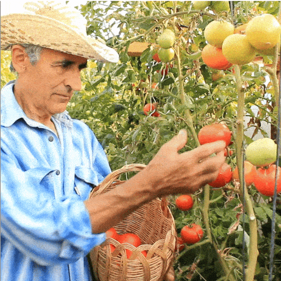 Sprijin decisiv pentru agricultori: Cum am obținut finanțarea dorită cu ajutorul Consultify